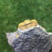 Ellipsocephalus vetustus